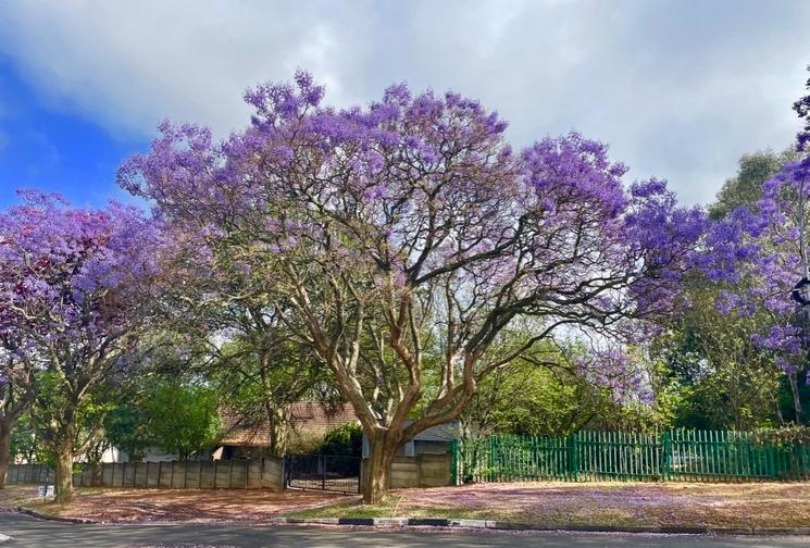JACARANDA