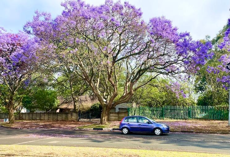 Jacarandas Johannesburg