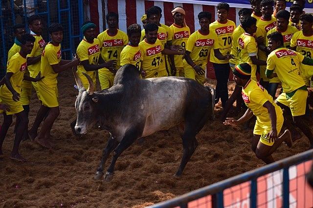 Jallikattu au Tamil Nadu