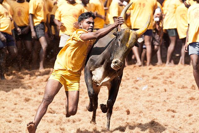 Jallikattu au Tamil Nadu