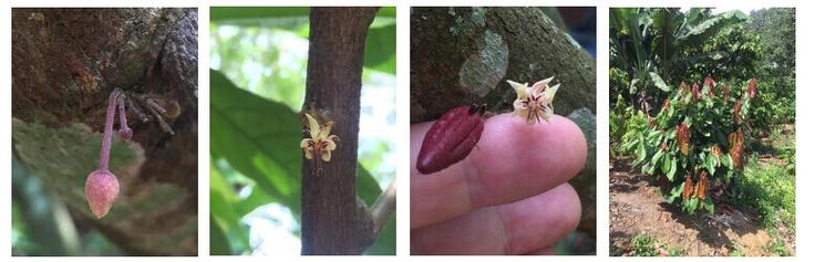 Le cacao des plantations Jika Chocolat