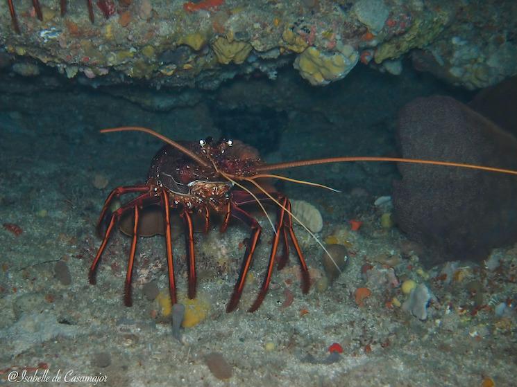 Jurien bay - Langouste de roches