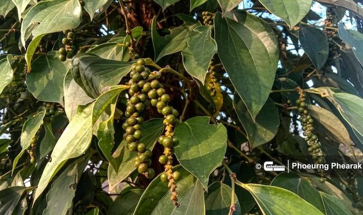 Photo: Phoeurng Phearak