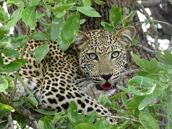 KRUGER, afrique du sud, safari, animaux, sauvages, savanne, tourisme, voyage, expatriés, petit journal, français, francophone