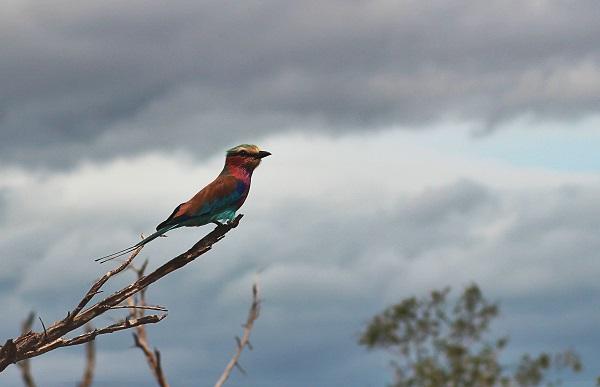 KRUGER, afrique du sud, safari, animaux, sauvages, savanne, tourisme, voyage, expatriés, petit journal, français, francophone