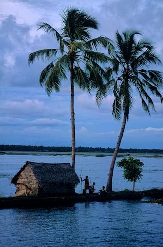 Cocotiers dans le Kerala