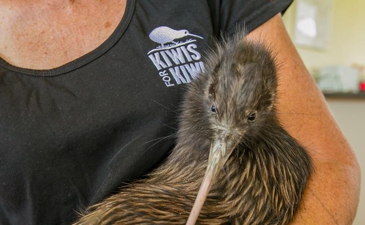 Kiwis dans les bras d'un Néo-Zélandais