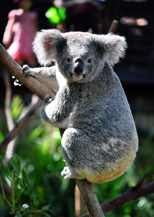 Koala