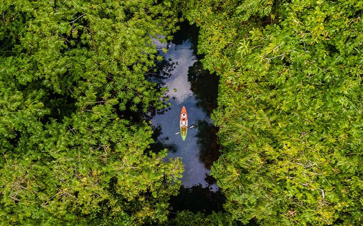 Un kayak evolue dans la mangrove a Krabi dans le sud de la Thailande