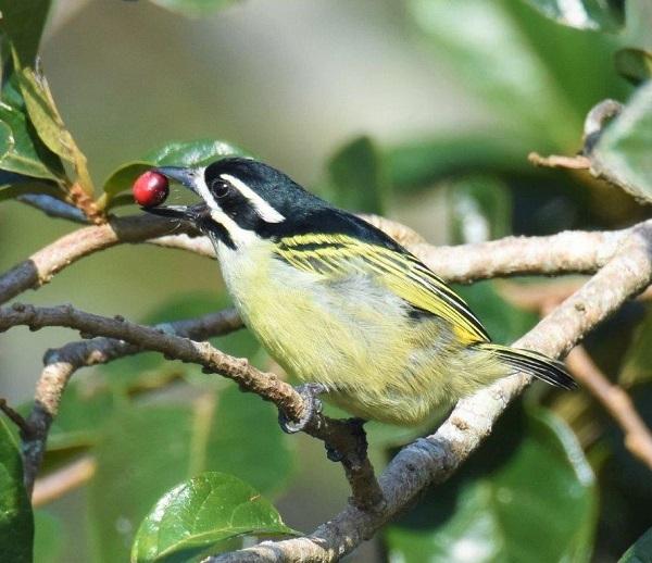 oiseaux, afrique du sud, ornithologie, tourisme