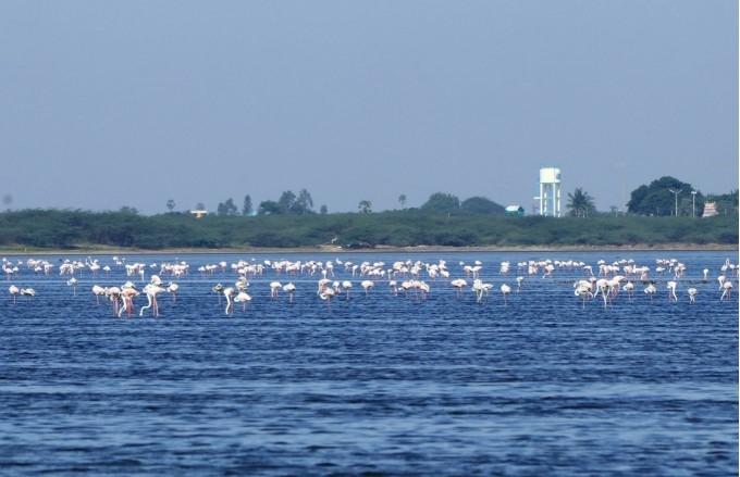 Le lac Pulikat sur la côte du golfe du Bengale en Inde