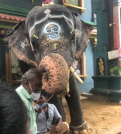 Lakshmi, l'éléphante, bénissant un homme à Pondichéry