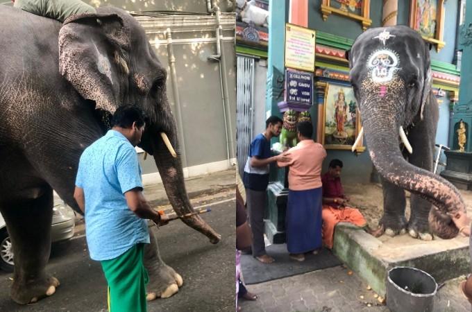 Lakshmi, l'éléphante de Pondichéry et son "mahout"