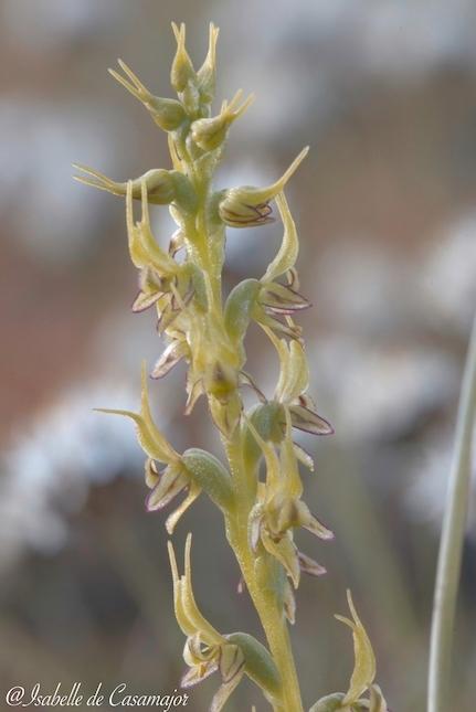 Laughing leek orchid