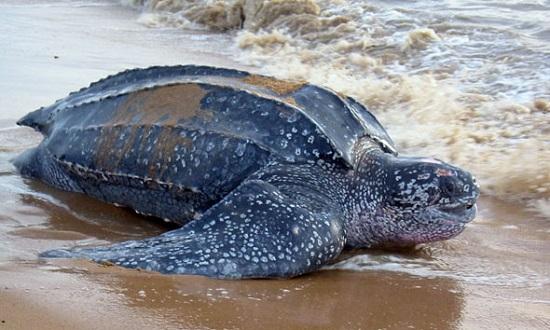 tortues, oeufs, plages, maputaland