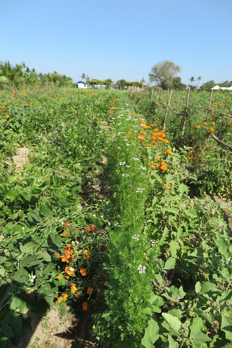 Les plantations de la ferme pédagogique en agriculture biologique