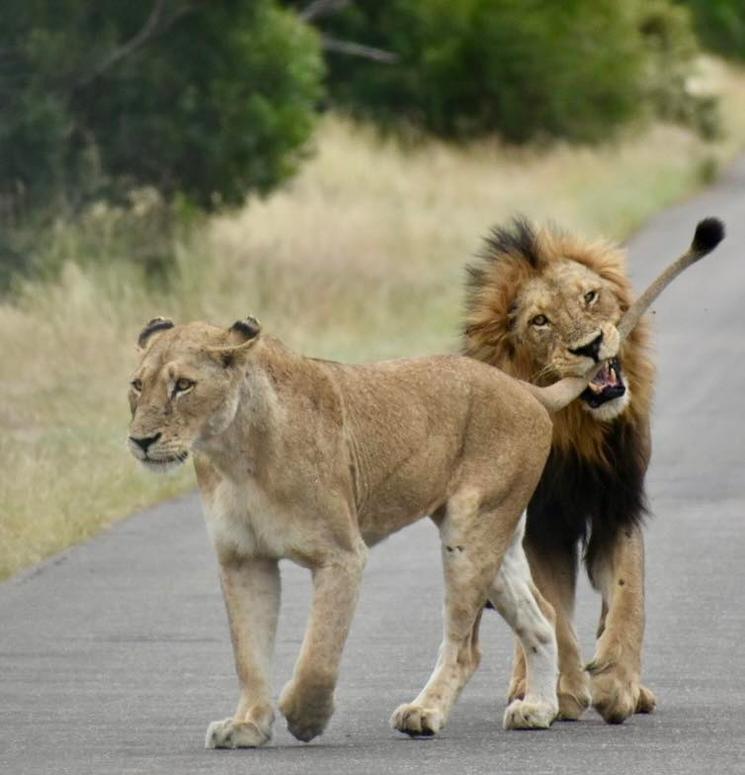 Lions , par Calixte Hétier Cément
