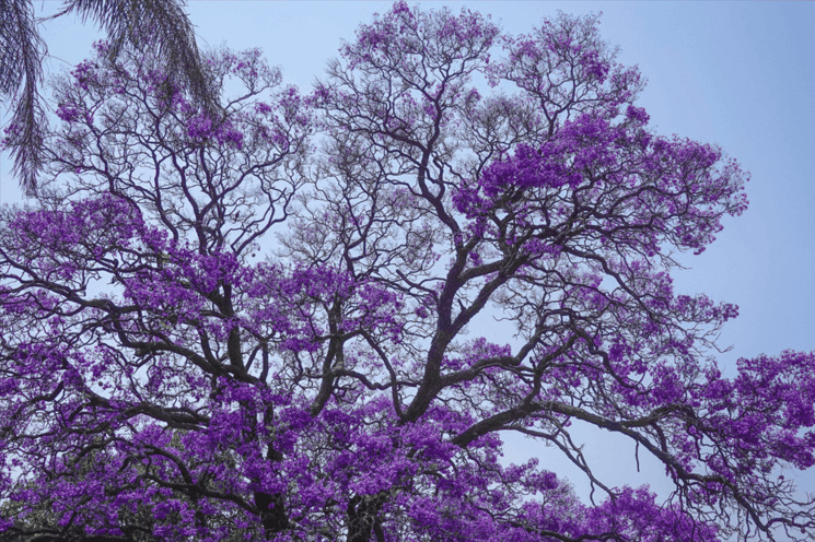 Jacaranda Ciudad de Mexico