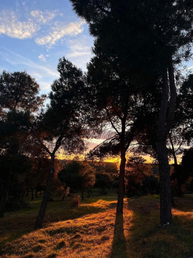 Photo d'une grande étendue d'arbres à Casa de Campo à Madrid en plein cocher de soleil. 