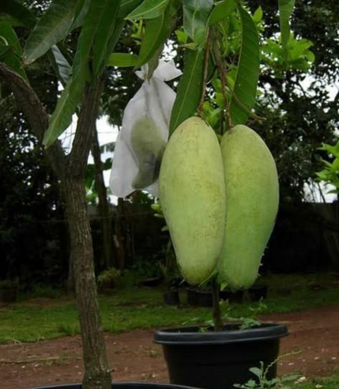 mangue mangga golek