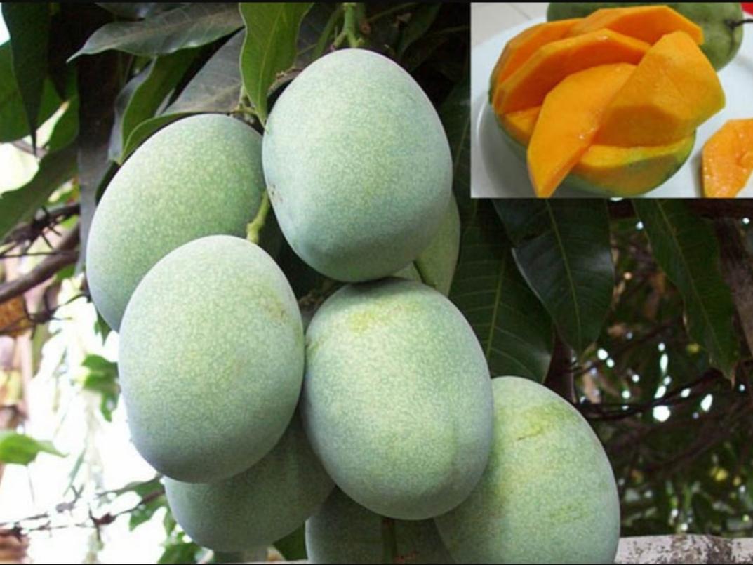 Mangue Mangga manalagi