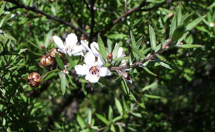 Manuka : huile, miel et the