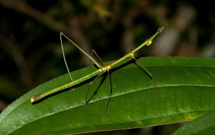 insectes hong kong