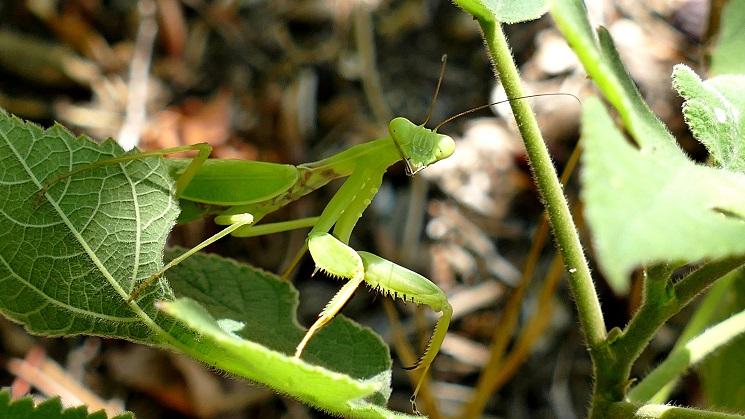 insectes hong kong