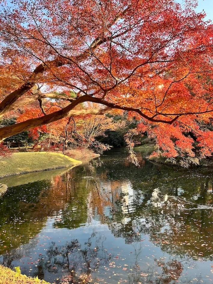 Les momijis, les érables du Japon en automne