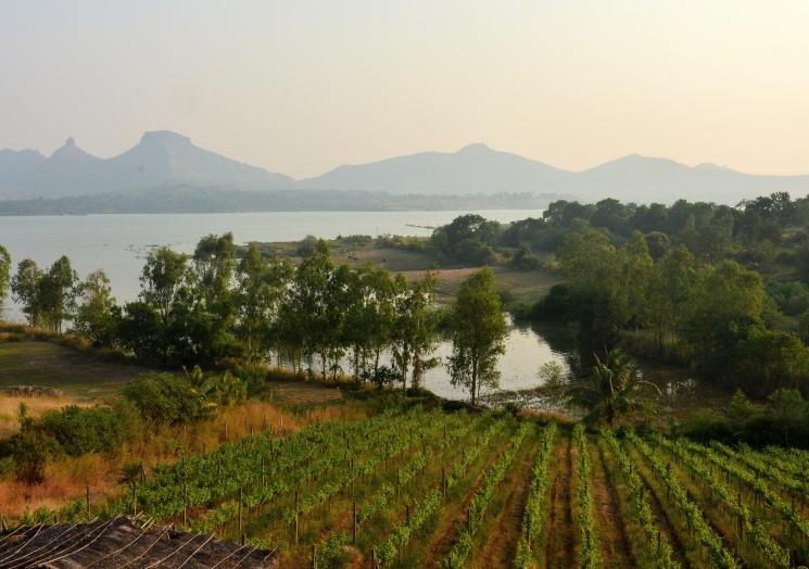 Un vignoble dans la région de Nashik 