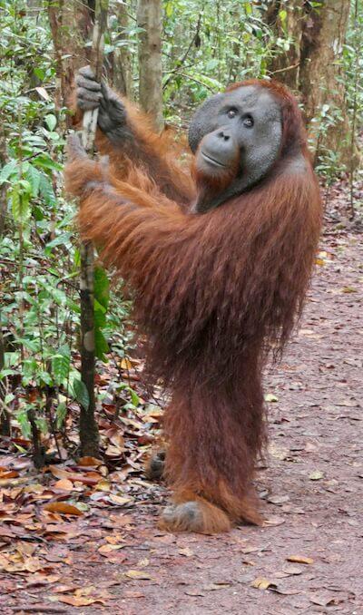 Tanjung Puting orang-outan Borneo