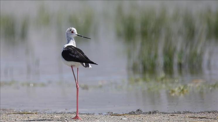 Oiseau lac de Van