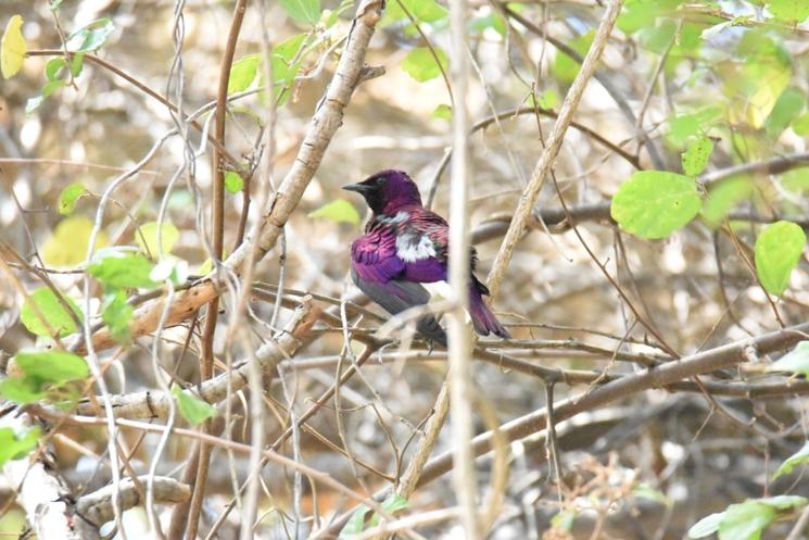 Oiseaux Afrique du Sud L.Zanino
