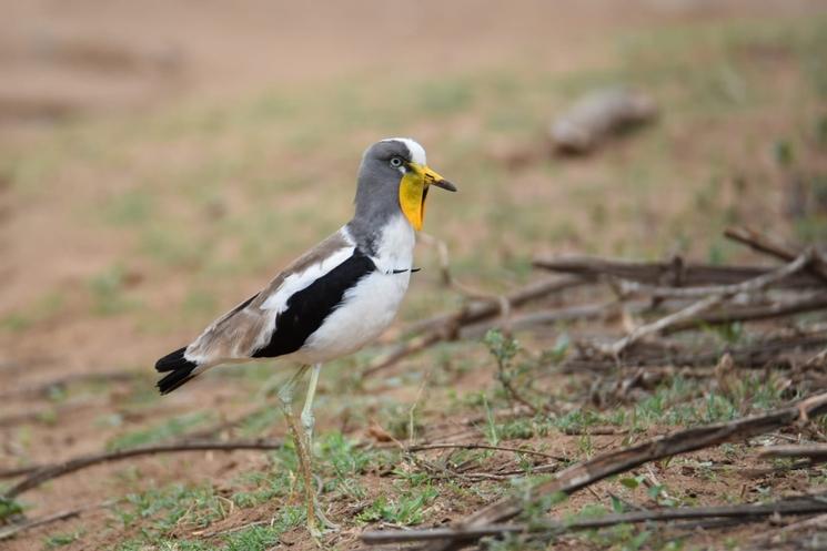 Oiseaux Afrique du Sud L.Zanino