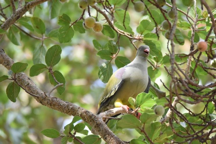 Oiseaux Afrique du Sud L.Zanino