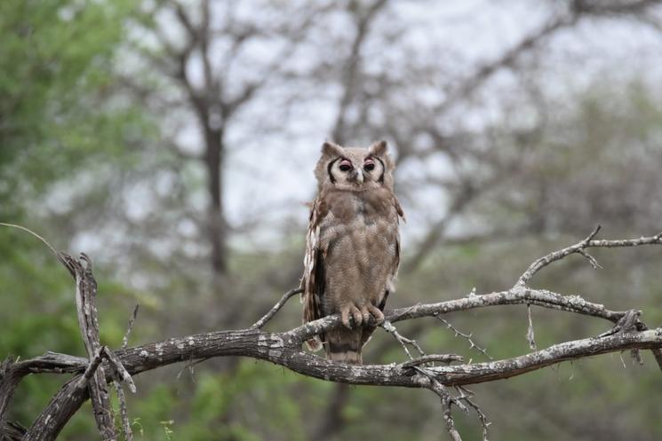 Oiseaux Afrique du Sud L.Zanino