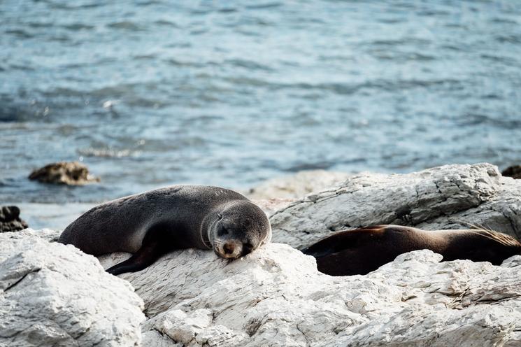 Otaries au bord de l'eau
