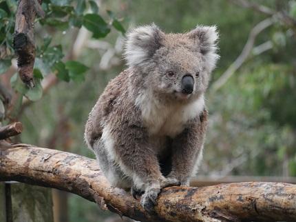 koala phillip island australie melbourne