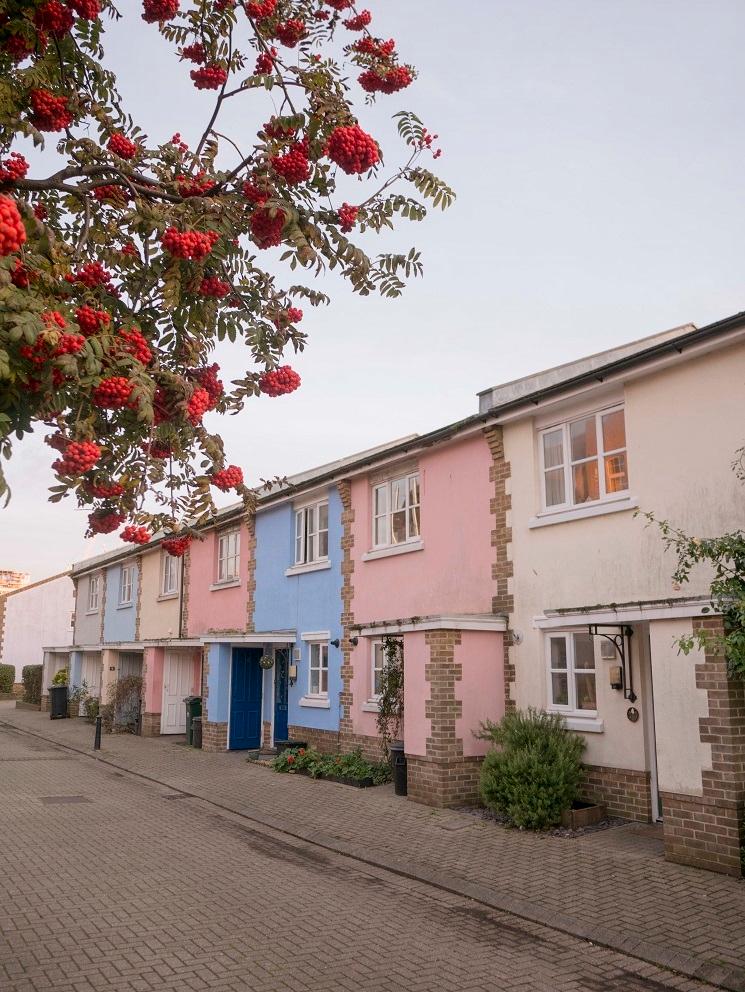 Des maisons de couleur pastel à Brighton avec un arbre en fleurs rouges au premier plan