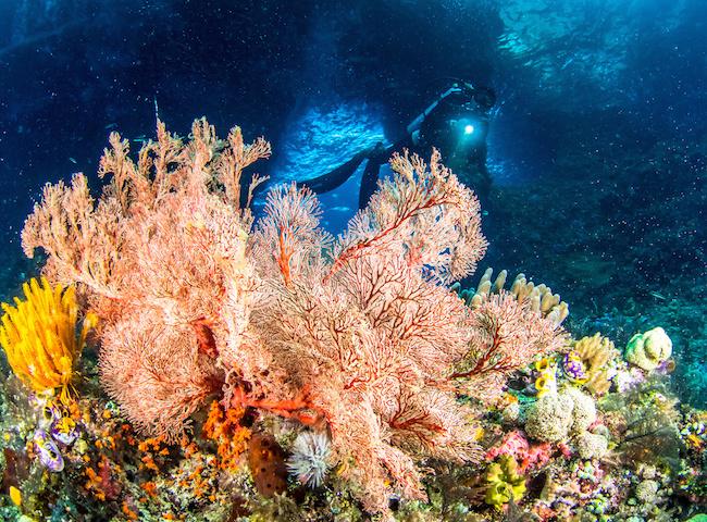 plonger triangle de corail