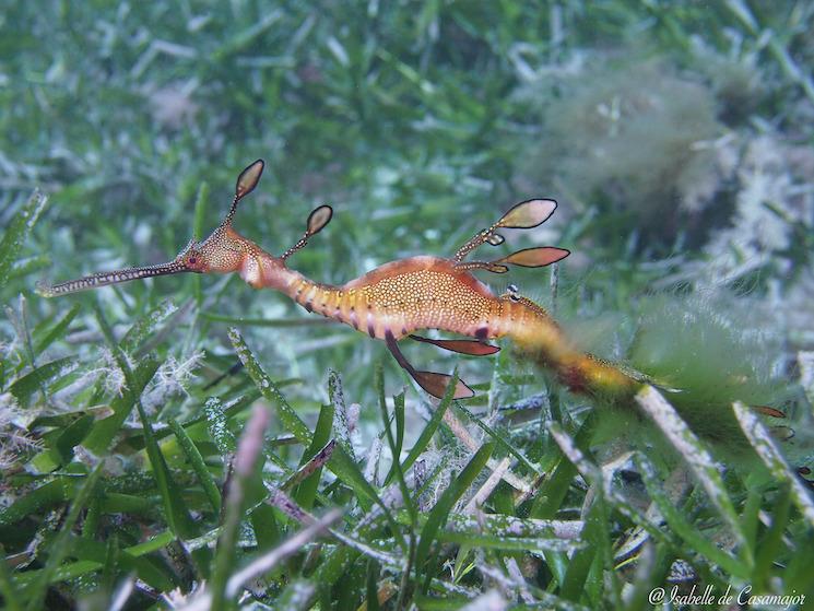 Perth - Weedy Seadragon