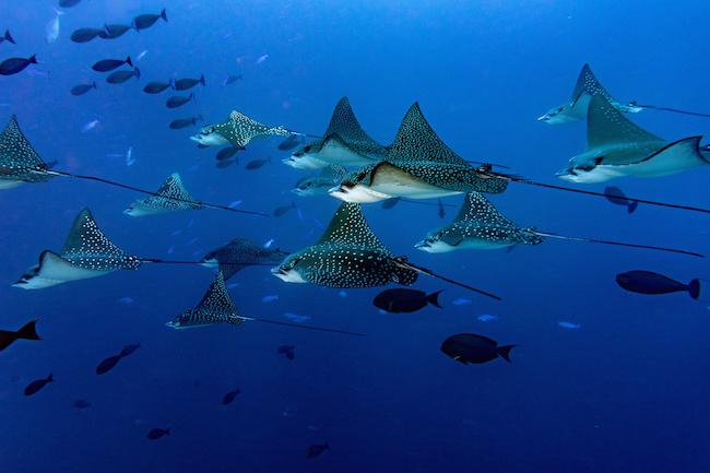 plonger triangle de corail