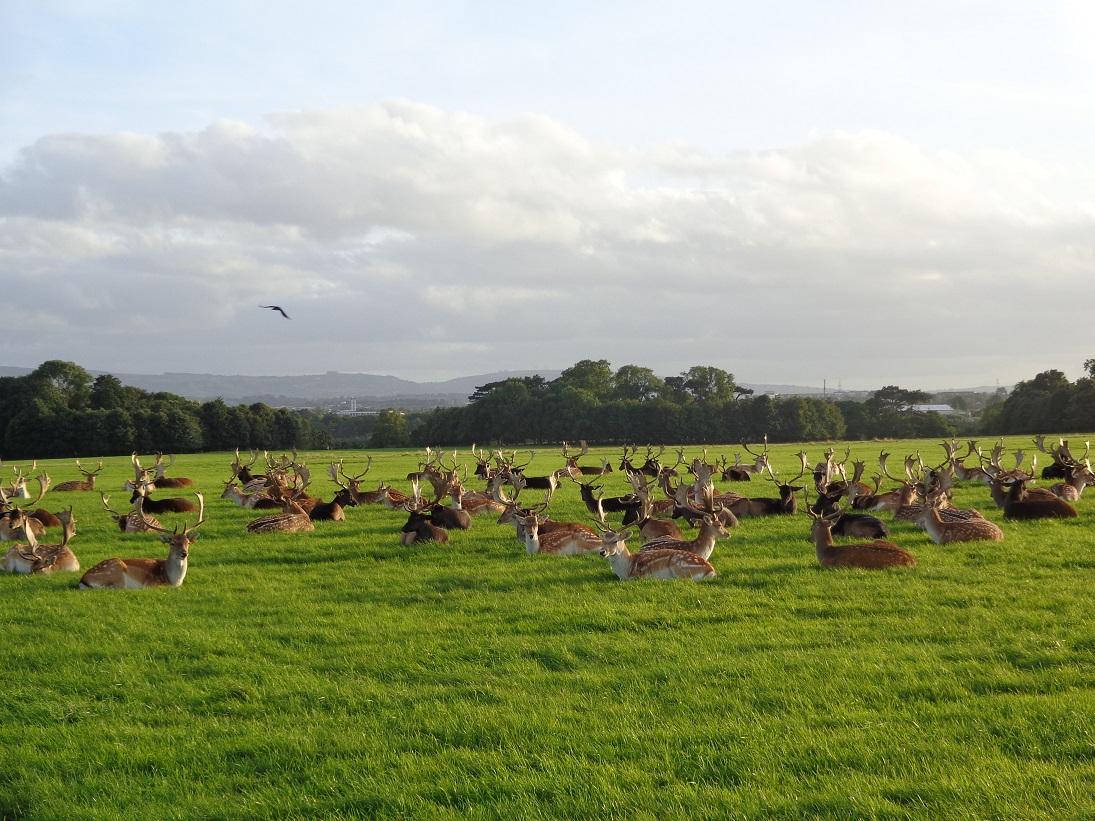 Phoenix Park Dublin