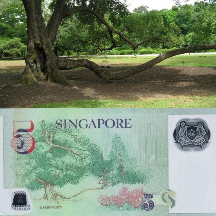 5 dollars singapour