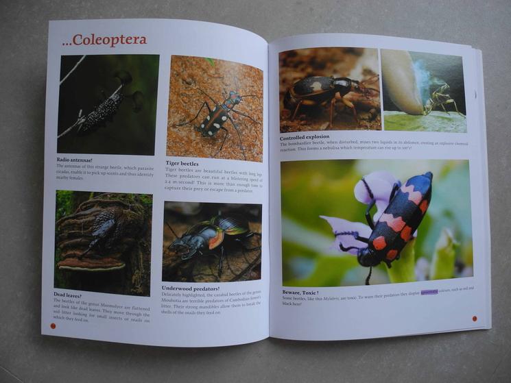 Selon le livre "Insects in Cambodia", il existe plus de 400 000 espèces de coléoptères. Mais il pourrait y en avoir beaucoup plus. Photo : Michelle Vachon