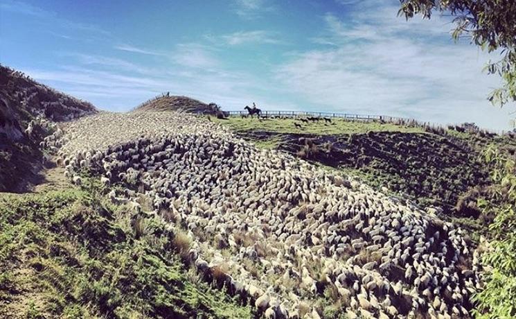 bergères nouvelle zélande