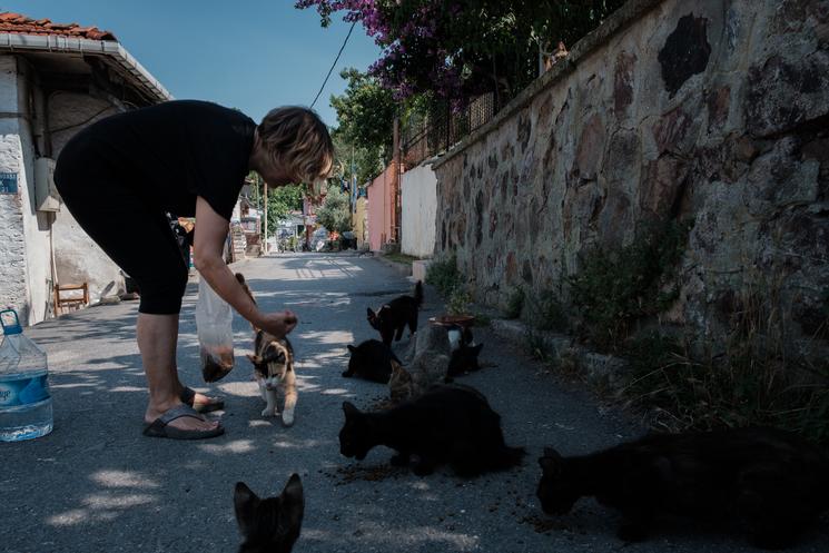 Heybeliada îles aux princes Prince's Islands Istanbul animaux