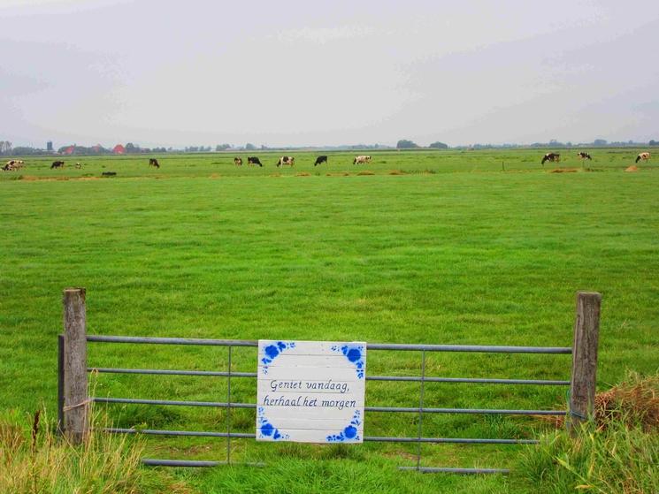 Des vaches philosophiques. « Profite aujourd’hui et recommence demain » (Photo: V. Lacomme)