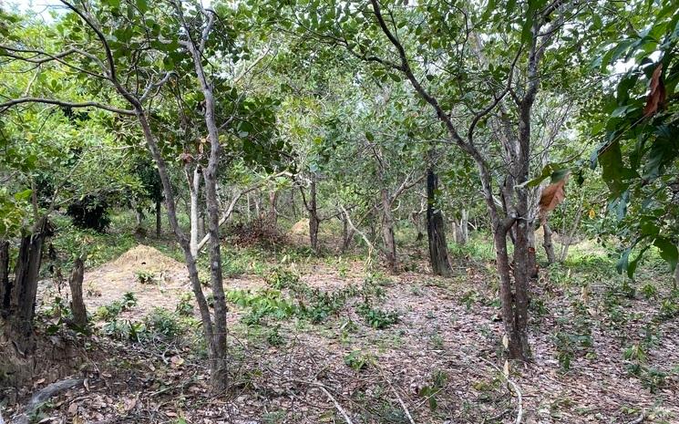 Malgré la nouvelle législation, les anacardiers restent très présents sur le Phnom Kulen