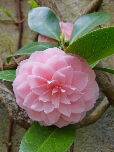 Camelia 